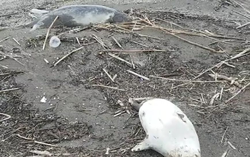 Φρίκη στην Κασπία: Περισσότερες από 150 φώκιες βρέθηκαν νεκρές σε παραλία &#8211; Τους είχαν αφαιρέσει το δέρμα