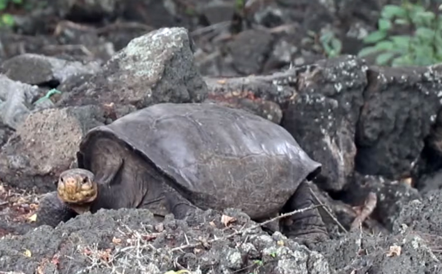 Γιγαντιαία χελώνα που είχε «εξαφανιστεί» πριν από έναν αιώνα εμφανίστηκε στα Γκαλαπάγκος