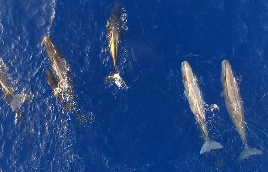 Μοναδικές εικόνες από drone: Φάλαινες, δελφίνια και φυσητήρες ταΐζουν τα μικρά τους &#8211; Δείτε το βίντεο