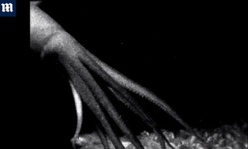 Συναρπαστικές εικόνες σε βάθος 760 μέτρων: Γιγάντιο καλαμάρι επιτίθεται στη λεία του