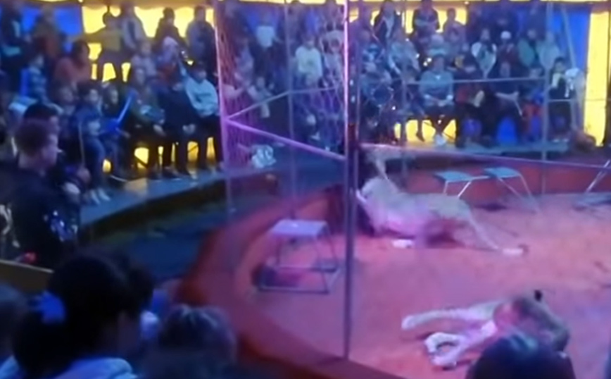 Λέαινα επιτίθεται σε θηριοδαμαστή σε τσίρκο στη Ρωσία
