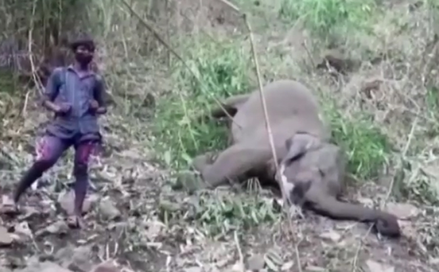 Συγκλονίζουν οι εικόνες με τους 18 νεκρούς άγριους ελέφαντες &#8211; Μυστήριο ο θάνατός τους