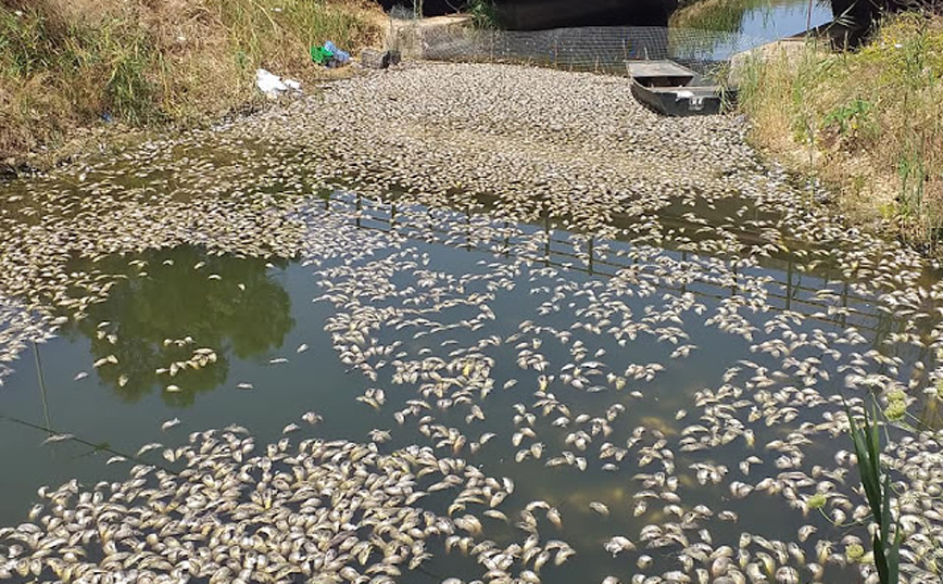 Εικόνες που σοκάρουν στη Βόνιτσα: Χιλιάδες νεκρά ψάρια στη διώρυγα της Κλεοπάτρας