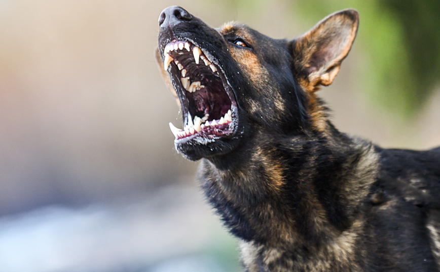 Άγρια επίθεση σκύλου σε 62χρονο στην Πτολεμαΐδα &#8211; Του έκαναν 55 ράμματα