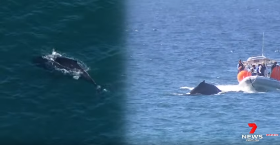 Αυστραλία: H περιπετειώδης απελευθέρωση μιας φάλαινας που είχε πιαστεί σε δίχτυα