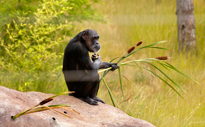 Αττικό Ζωολογικό Πάρκο – Αλέξης Κούγιας: «Ποινικό αδίκημα η θανάτωση του χιμπατζή»