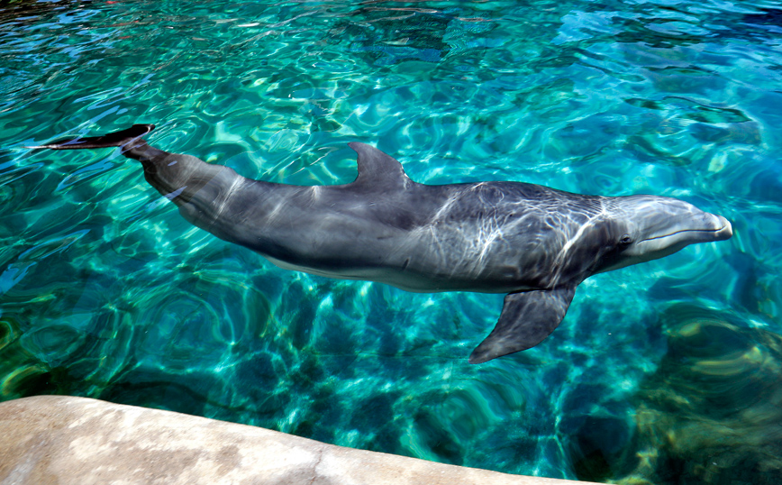 Δελφίνι ξεβράστηκε νεκρό στο λιμάνι της Πρέβεζας