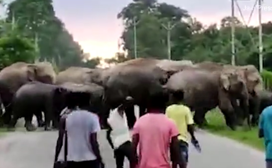 Ελέφαντας ποδοπάτησε μέχρι θανάτου αγόρι σε χωριό της Ινδίας