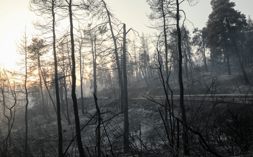 Φωτιά στην Εύβοια: Κάηκαν όλα τα μελίσσια, σε απόγνωση οι παραγωγοί
