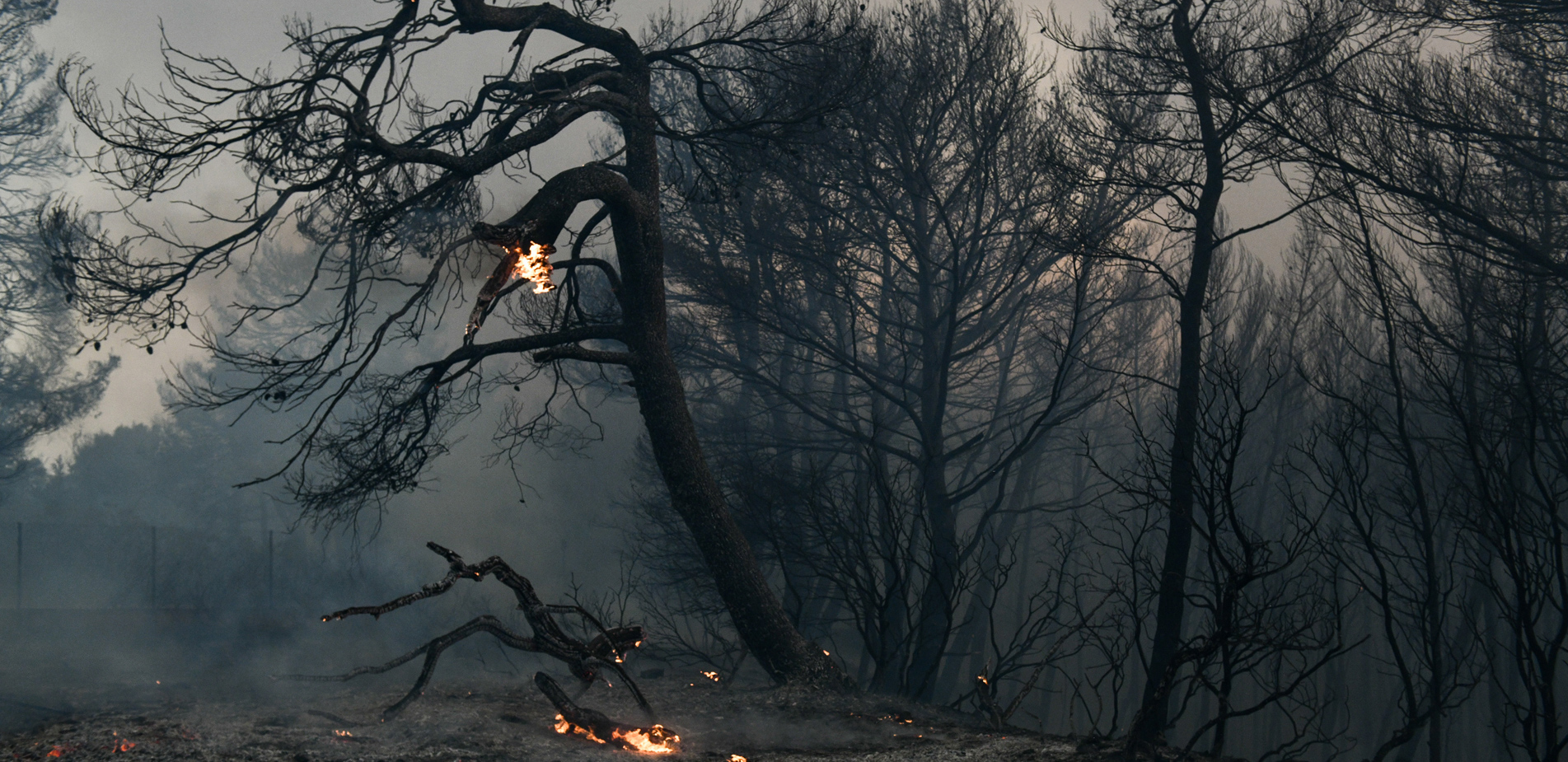 Πώς τα δάση μπορούν να αναγεννηθούν μόνα τους μετά τη φωτιά &#8211; Πόσα χρόνια χρειάζονται
