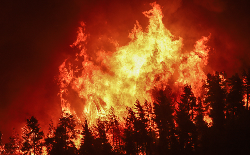 Ο μαγικός μηχανισμός αναγέννησης των μεσογειακών δασών &#8211; Τι πρέπει να γίνει μετά την πυρκαγιά και πότε γίνεται αναδάσωση