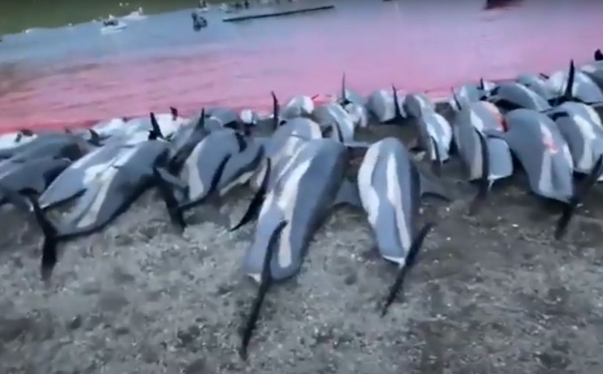 To βάρβαρο «έθιμο» που έβαψε τη θάλασσα κόκκινη: Έσφαξαν 1.428 δελφίνια στα Nησιά Φερόε