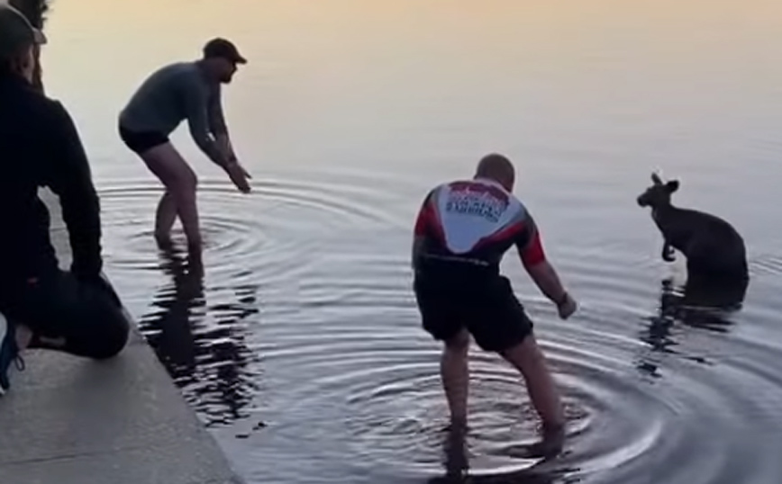 Καγκουρό Αυστραλία Καγκουρό Αυστραλία