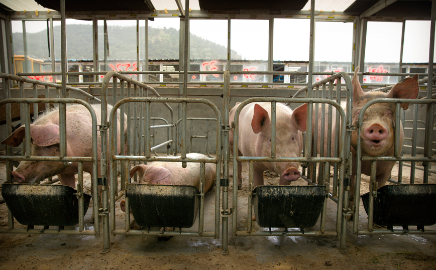 Μεγάλη χοιροτροφική μονάδα στη Γαλλία καταδικάστηκε για κακοποίηση ζώων
