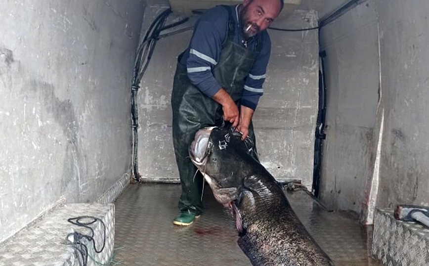 Κοζάνη: Έπιασε γουλιανό 123 κιλών στη λίμνη Πολυφύτου
