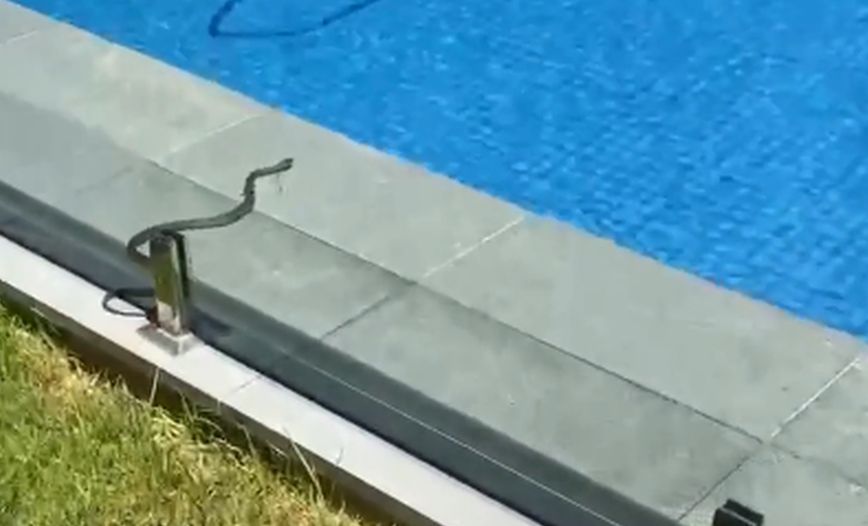 Τους κόπηκαν τα πόδια όταν είδαν ένα δηλητηριώδες φίδι να κόβει βόλτες στην πισίνα τους
