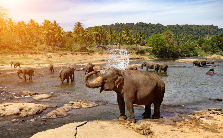 Ο πρόεδρος της Μποτσουάνα θέλει να στείλει «πεσκέσι» 20.000 Ελέφαντες στη Γερμανία