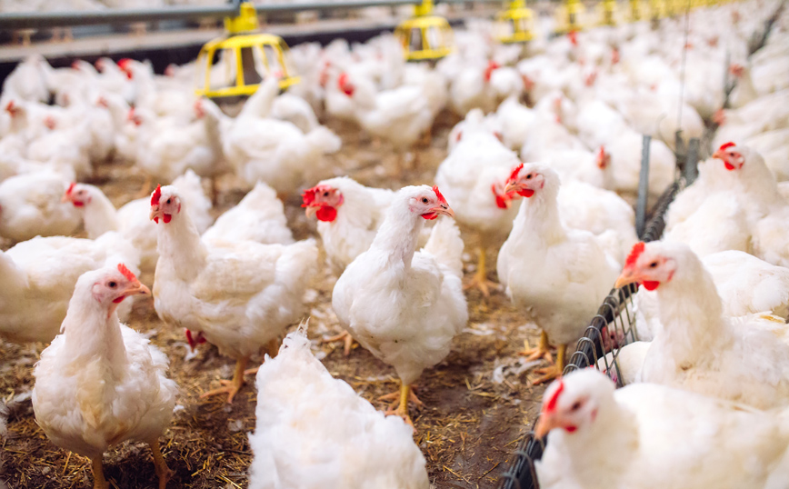 SOS για τη γρίπη των πτηνών στην Ολλανδία: Θα θανατωθούν περίπου 216.000 πουλερικά