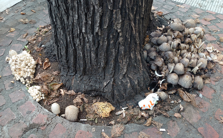 «Επέλαση» μανιταριών στη Θεσσαλονίκη &#8211; Γιατί γέμισαν ρίζες και κορμοί δέντρων