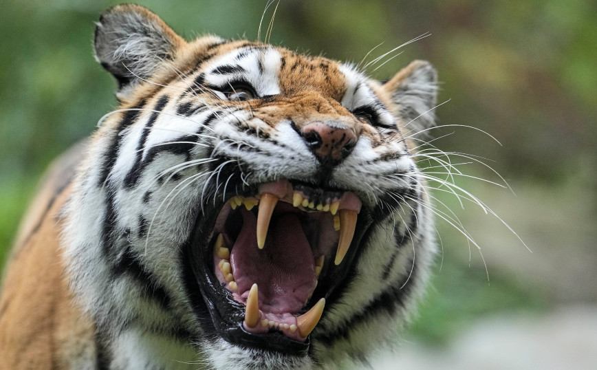 Αστυνομικός σκότωσε τίγρη που επιτέθηκε σε άνδρα, ο οποίος πήγε να τον χαϊδέψει