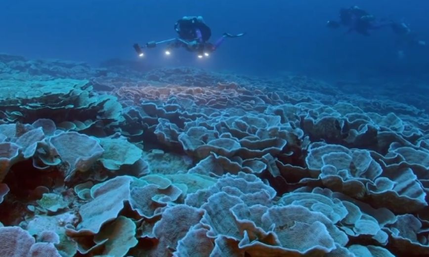 Ανακαλύφθηκε ένας νέος και υγιής κοραλλιογενής ύφαλος στον Ειρηνικό Ωκεανό &#8211; Είναι ο πιο πλούσιος σε βάθος 70 μέτρων