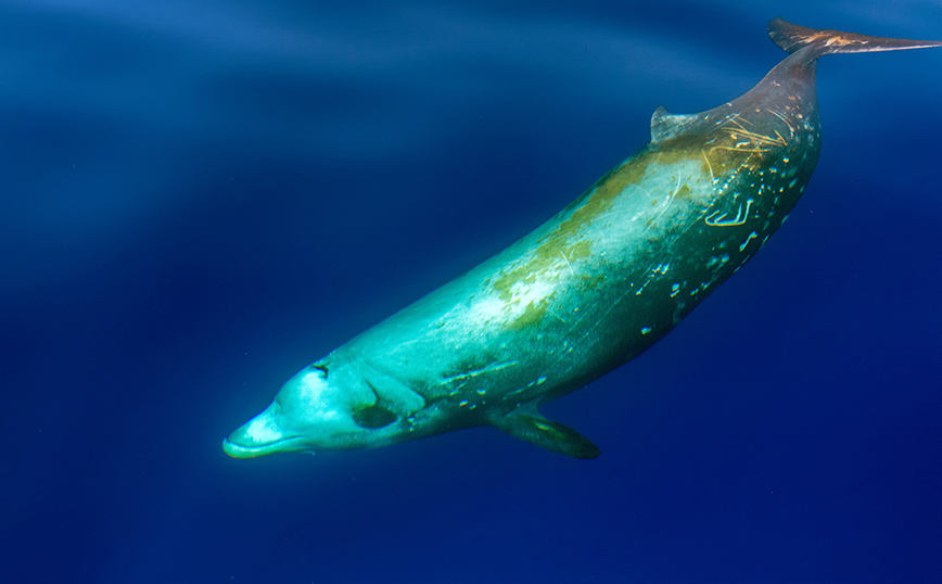 Φάλαινα στον Άλιμο: Ο ζιφιός θυμίζει μεγάλο και παράξενο δελφίνι &#8211; Η αντίδρασή του όταν δει άνθρωπο