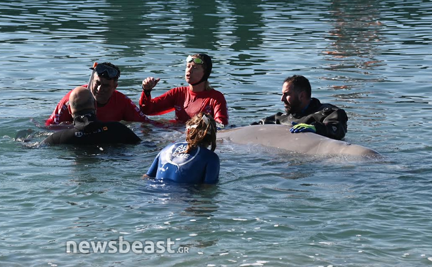 Στα ανοικτά του Σαρωνικού η νεαρή αρσενική φάλαινα &#8211; Σε επαγρύπνηση κτηνίατροι και Λιμενικό