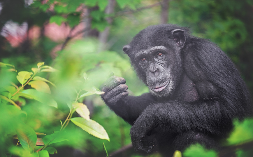 Αττικό Πάρκο: Αυτοψία για τα αίτια της θανάτωσης του χιμπατζή με εντολή Γιώργου Πατούλη