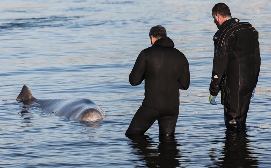Φάλαινα στον Άλιμο: «Λίγες ελπίδες να επιβιώσει» το κήτος &#8211; Προσπάθειες για τον απεγκλωβισμό του