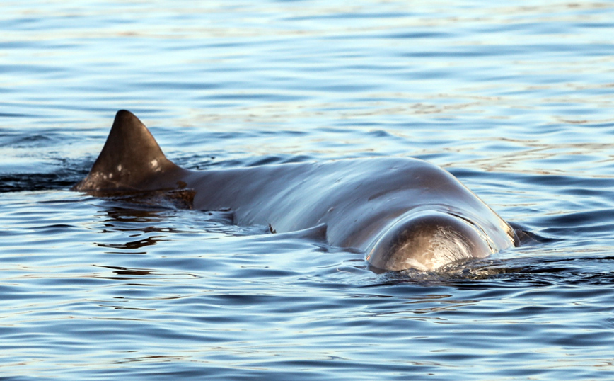 Φάλαινα στον Άλιμο: Αφέθηκε ελεύθερη στην ανοιχτή θάλασσα για να κολυμπήσει