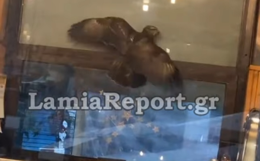 Απίθανο περιστατικό στη Λαμία: Γεράκι μπήκε σε μαγαζί για τυρόπιτα