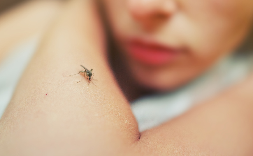 Μεγάλη αύξηση του πληθυσμού των κουνουπιών στη Θεσσαλονίκη – Νέοι ψεκασμοί την Τετάρτη και την Πέμπτη