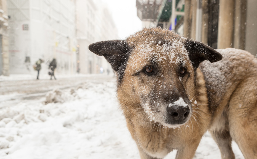 Μία δεκάχρονη επέζησε σε χιονοθύελλα στους -11 αφού αγκάλιασε ένα αδέσποτο σκυλί για να ζεσταθεί