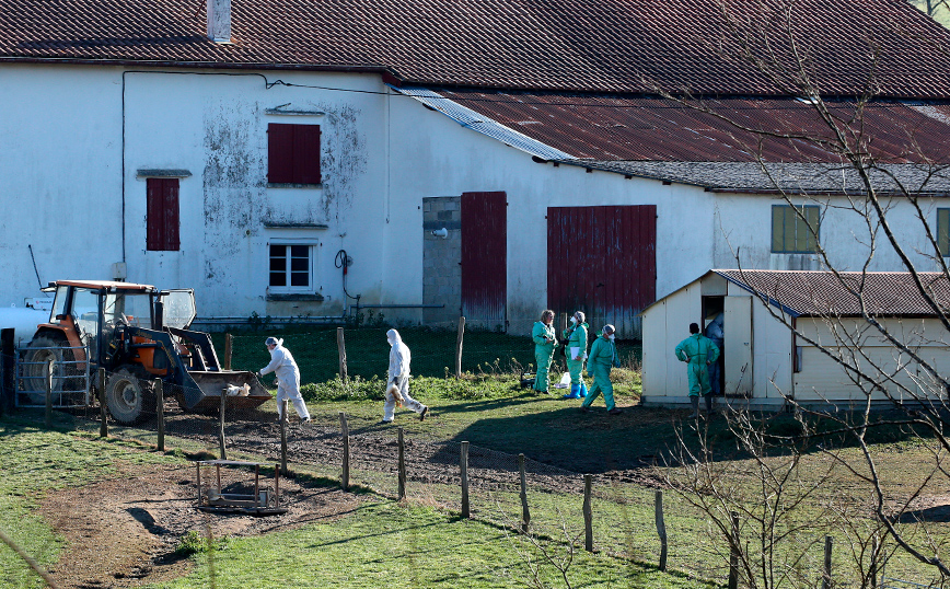Ισπανία: Περισσότερες από 130.000 κότες σφαγιάστηκαν λόγω ξεσπάσματος γρίπης των πτηνών
