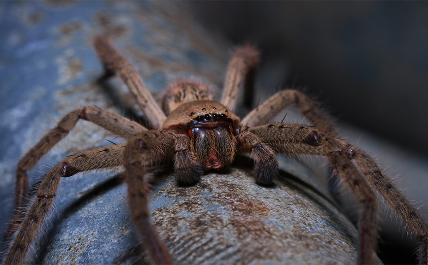 Η μεγαλύτερη και πιο τρομακτική αράχνη στον κόσμο βρέθηκε στην Αγγλία &#8211; Ταξίδεψε μέσα σε κοντέινερ για 8.046 χιλιόμετρα