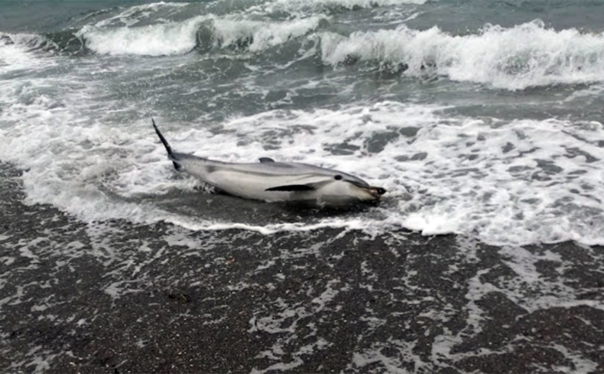 Μυτιλήνη: Δελφίνι χαροπάλευε για ώρες στην παραλία της Νυφίδας μέχρι που πέθανε
