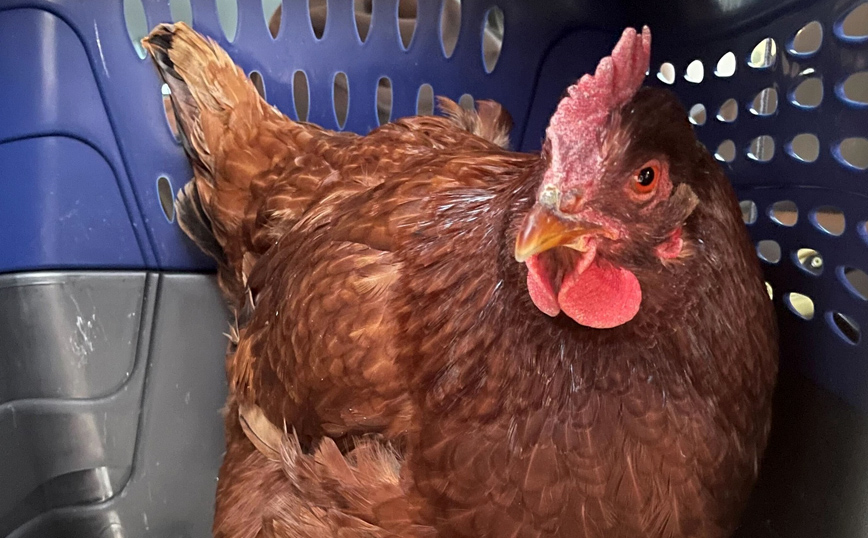 ΗΠΑ: Μια κότα πιάστηκε καθώς επιχείρησε να μπει στο Πεντάγωνο