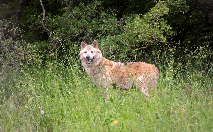 Λύκος στον Διόνυσο: Τι πρέπει να γνωρίζουμε για το άγριο ζώο &#8211; Οδηγίες από την «Καλλιστώ»