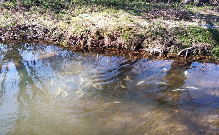Αποκαρδιωτικές εικόνες με δεκάδες νεκρά ψάρια στον Ληθαίο ποταμό