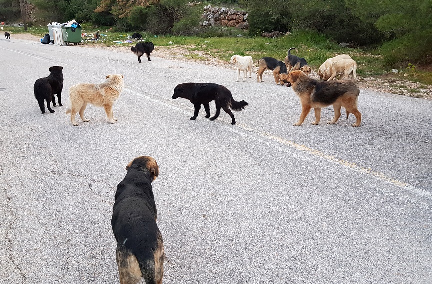 Πάτρα: Αυξάνονται οι επιθέσεις από αδέσποτα σε Ψαθόπυργο και Ροδινή – Κάτοικοι κυνήγησαν με καλάμια σκυλί που επιτέθηκε σε μικρό παιδί