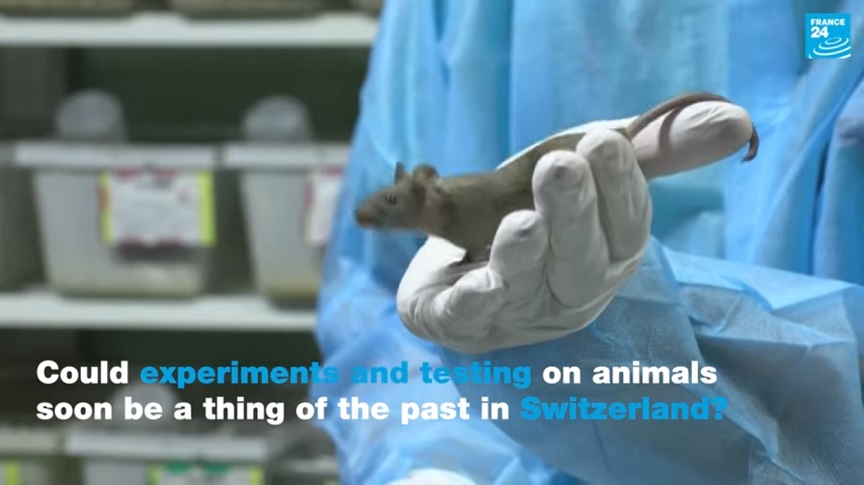 Οι Ελβετοί ψηφίζουν την Κυριακή για την απαγόρευση των ιατρικών δοκιμών σε ζώα