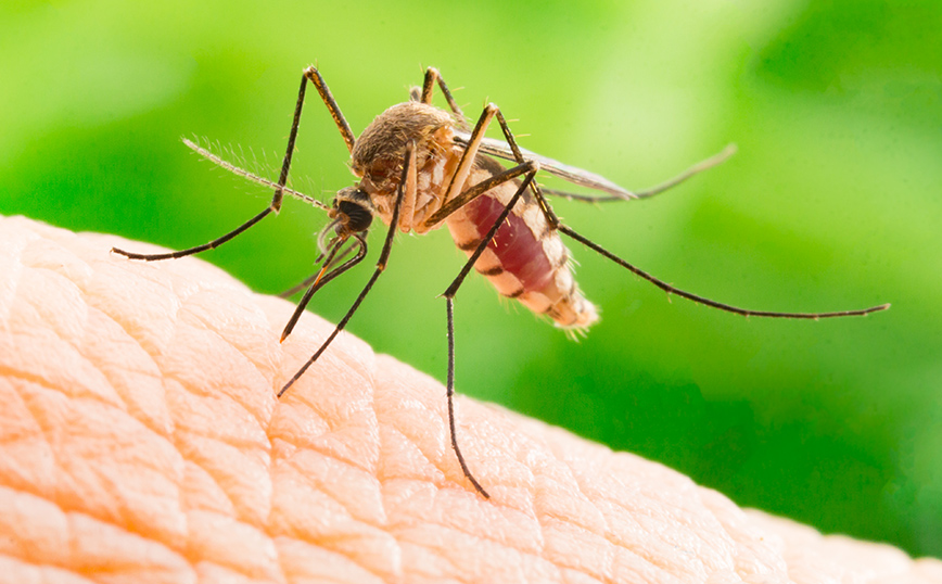 Επιστήμονες ανακάλυψαν σούπερ απωθητικό που σταματά το 99% των κουνουπιών από το να προσγειωθούν στο δέρμα μας