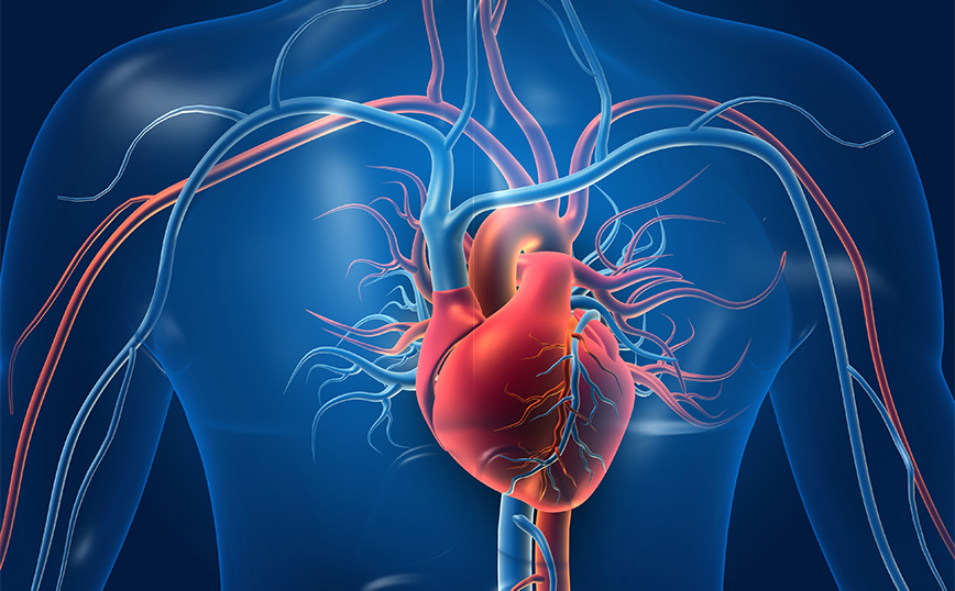Οι 6 κατηγορίες τροφίμων «κλειδί» για μικρότερο κίνδυνο καρδιαγγειακής νόσου