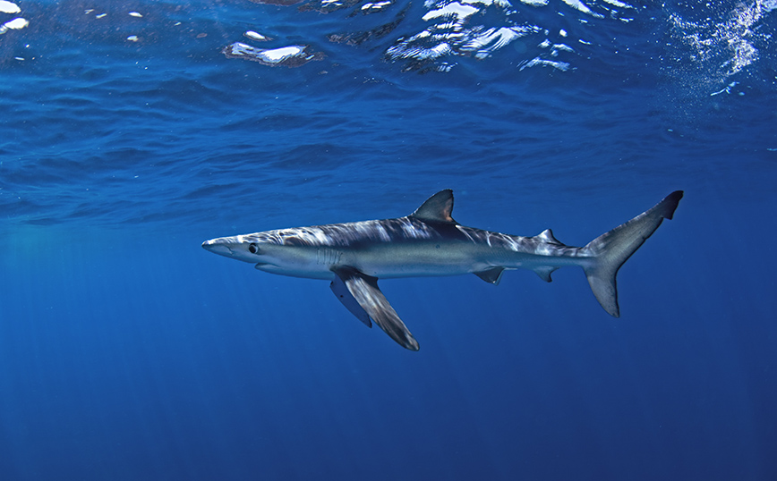 Εμφανίστηκε γαλάζιος καρχαρίας στον Μύτικα Αιτωλοακαρνανίας