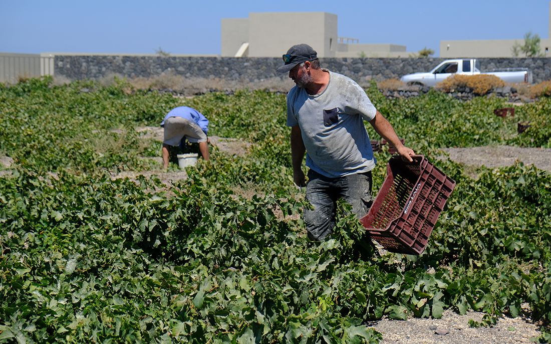 Έρχεται νομοσχέδιο νομιμοποίησης μεταναστών για να δουλέψουν ως εργάτες γης