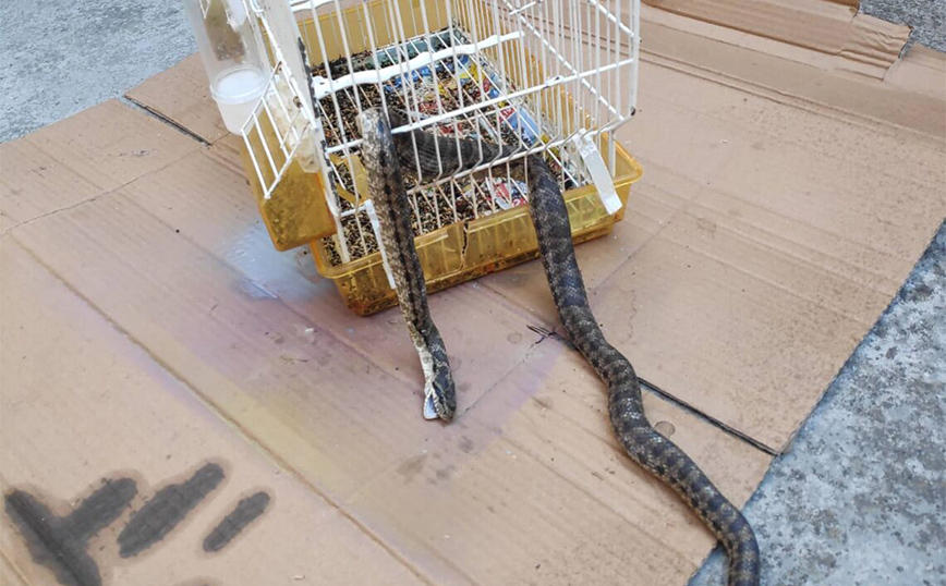Λάρισα: Φίδι εισέβαλε σε σπίτι, έφαγε το καναρίνι και κόλλησε στο κλουβί