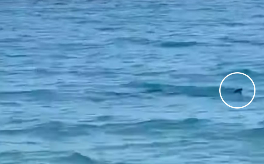 Καλαμάτα: Εμφανίστηκε καρχαριοειδές σε παραλία &#8211; «Δεν χρειάζεται πανικός» λέει το Λιμεναρχείο