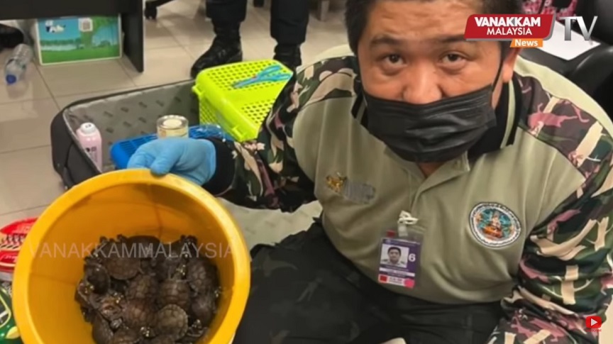 Μπανγκόκ: Προσπάθησαν να ταξιδέψουν με 109 άγρια ζώα σε βαλίτσες- Χελώνες, σαύρες, φίδια