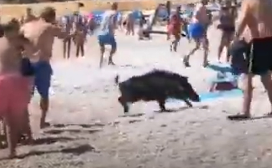Πανικός σε παραλία της Ισπανίας: Αγριογούρουνο βγήκε από τη θάλασσα και δάγκωσε γυναίκα που έκανε ηλιοθεραπεία