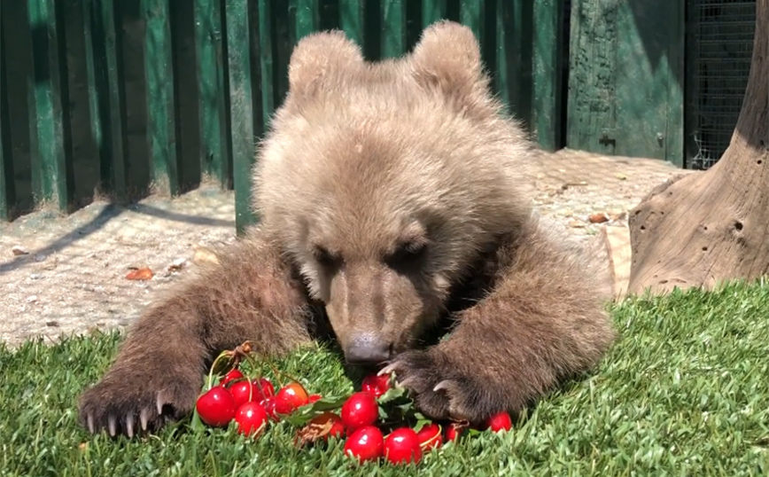 Ο Θωμάς, το ορφανό αρκουδάκι που υιοθέτησε ο Αρκτούρος τρώει κεράσια και «ρίχνει» το Facebook